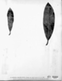 Mycosphaerella millepunctata image